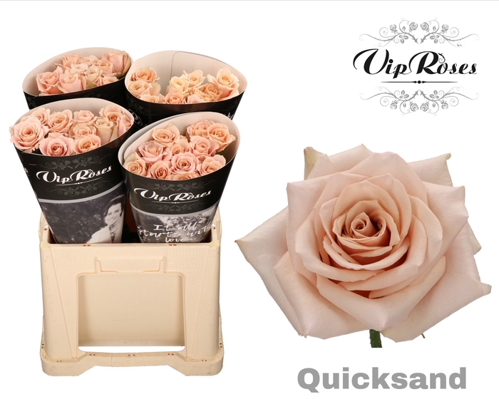 <h4>R GR QUICKSAND x40 588</h4>