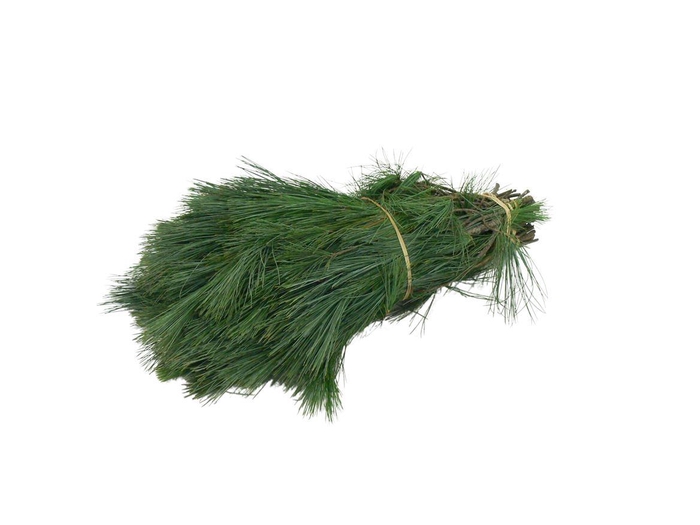 <h4>Kiefer Select 40 Spanje</h4>