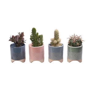 CACTACEAE P6 L 65571