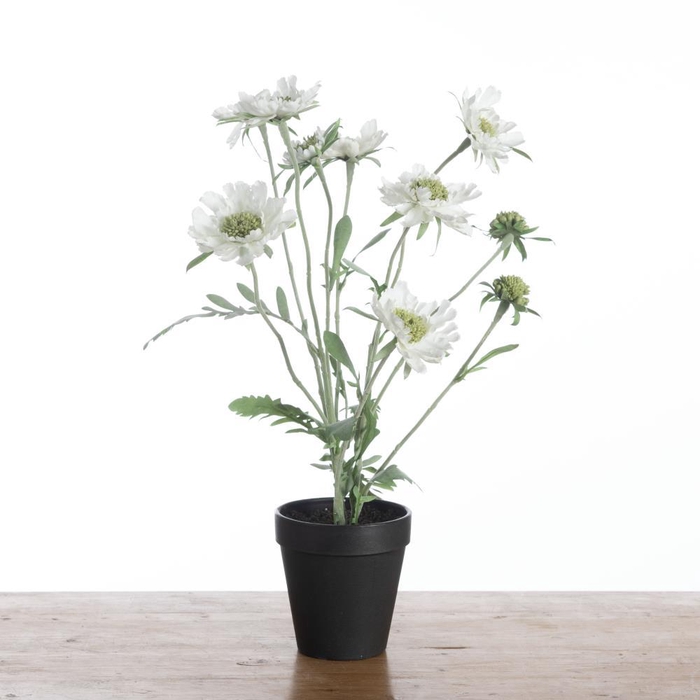 Af Scabiosa In Pot H52cm White