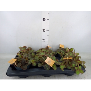 Episcia   ...