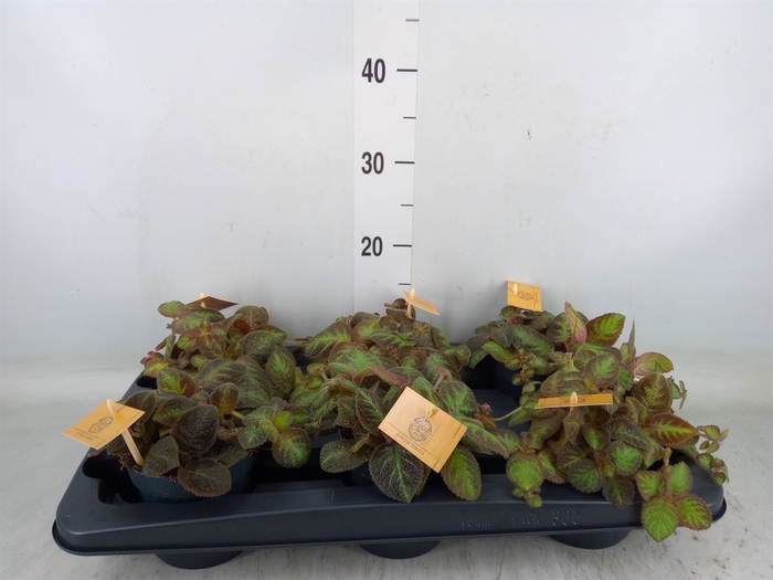 <h4>Episcia   ...</h4>