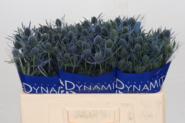<h4>Eryngium Blue Dynamite</h4>