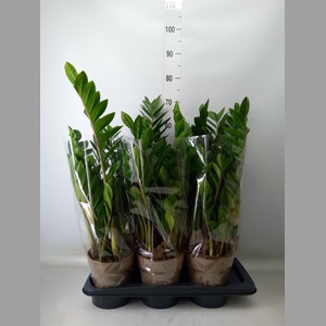 Zamioculcas zamiifolia