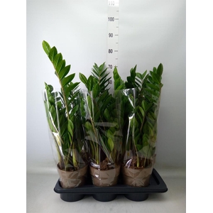 Zamioculcas zamiifolia