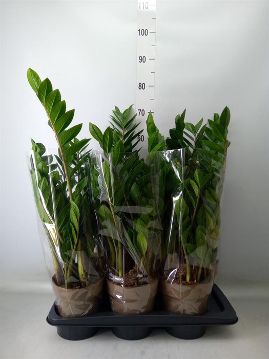 <h4>Zamioculcas zamiifolia</h4>