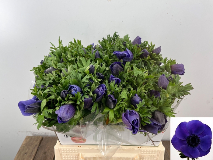 <h4>ANEM CO MAR BLUE</h4>