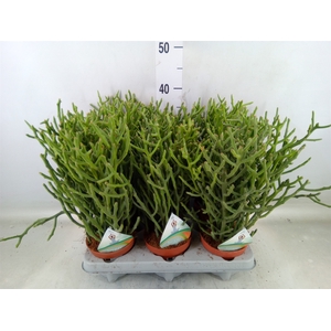 Euphorbia tirucalli