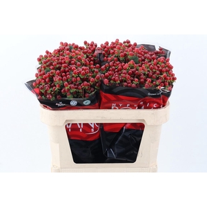 Hyp Red Light Rom 70cm