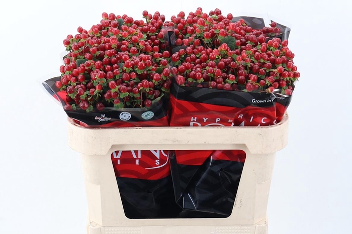 <h4>Hyp Red Light Rom 60cm</h4>