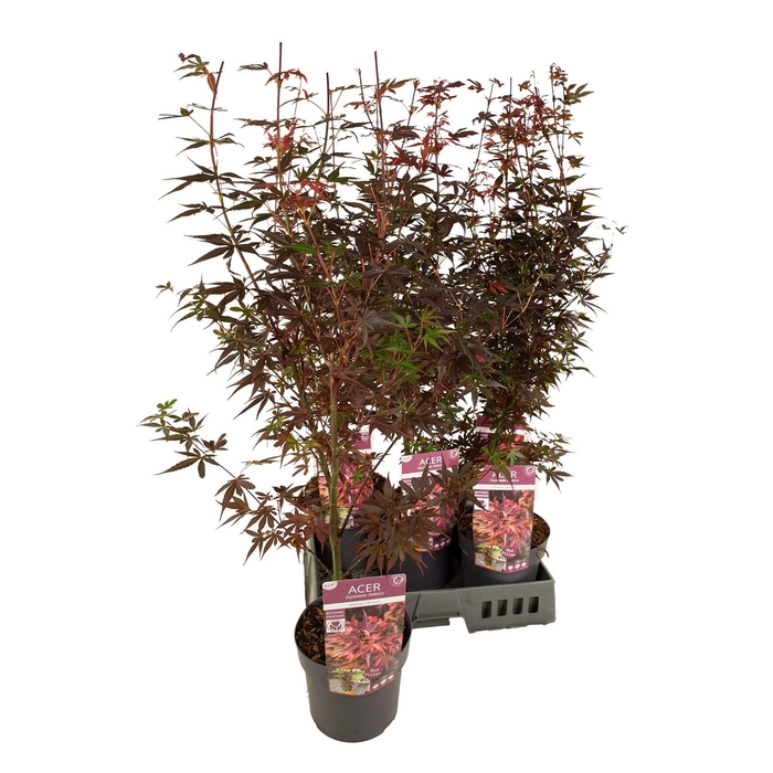 <h4>ACER PA SKEET BROOM</h4>