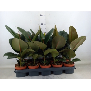 Ficus elastica 'Robusta'