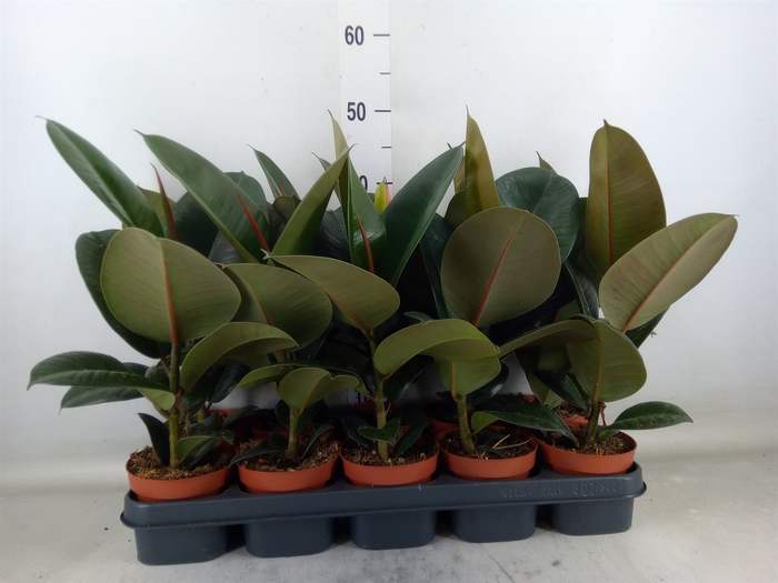 <h4>Ficus elastica 'Robusta'</h4>