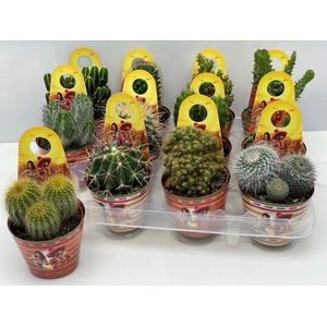 CACTUS GEM