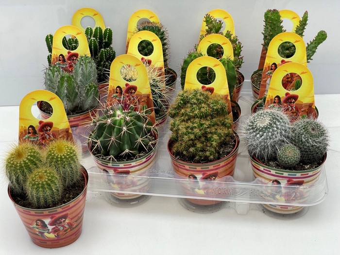 CACTUS GEM