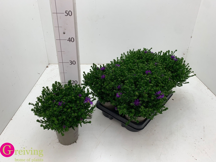 <h4>ASTER D AL D PURP LA</h4>
