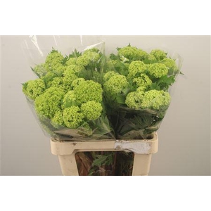 Viburnum Roseum St 2+