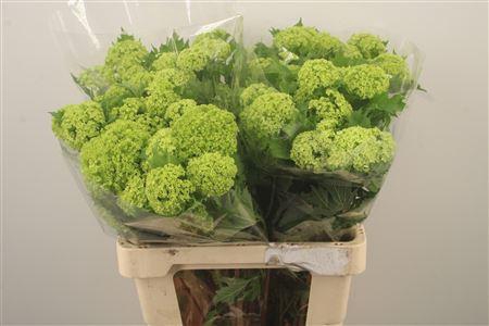 <h4>Viburnum Roseum St 2+</h4>