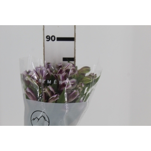 ALSTROEMERIA MAYFAIR 080 CM