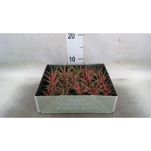 Tillandsia