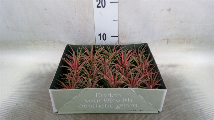<h4>Tillandsia</h4>