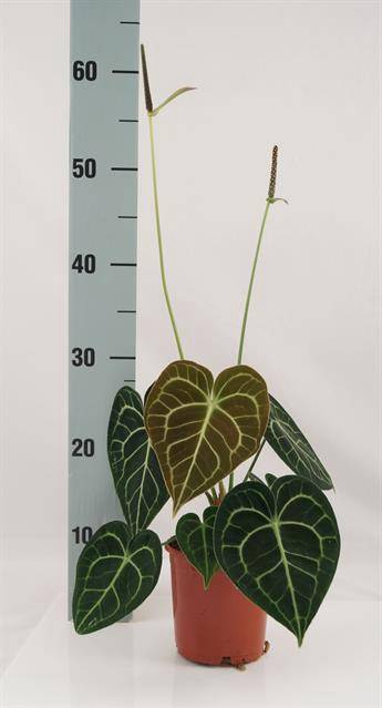 <h4>Anthurium clarinervium</h4>