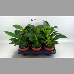 Philodendron  'Green Princess'