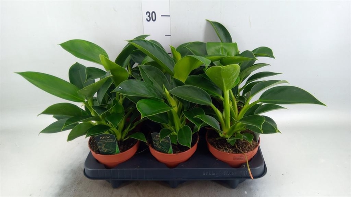 <h4>Philodendron  'Green Princess'</h4>
