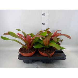 Neoregelia   ...mix