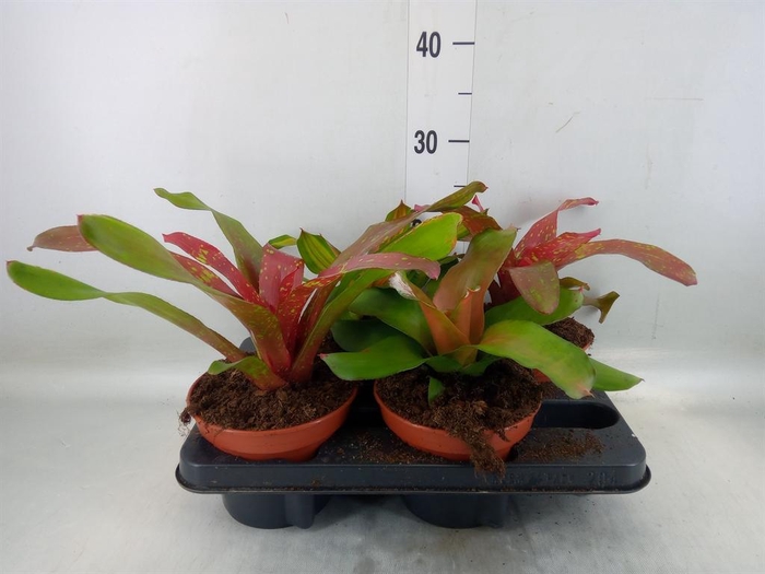 <h4>Neoregelia   ...mix</h4>