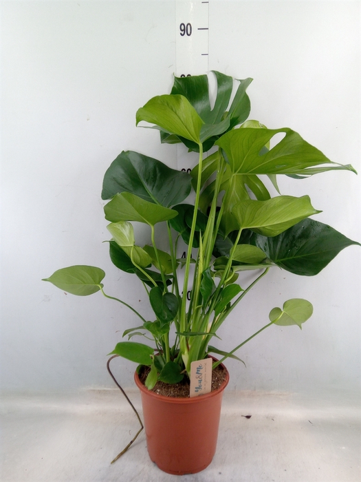 <h4>Monstera delic.</h4>