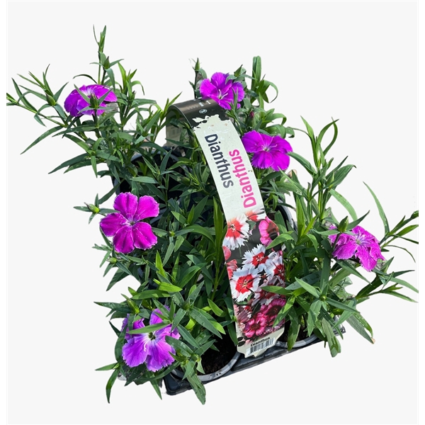 <h4>Dianthus paars 6p</h4>