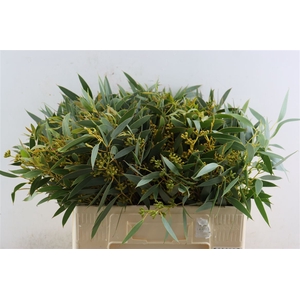 Euca Amber Nut Berry 50cm