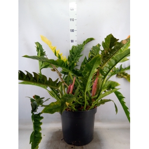 Philodendron  'Prince Of Orange'
