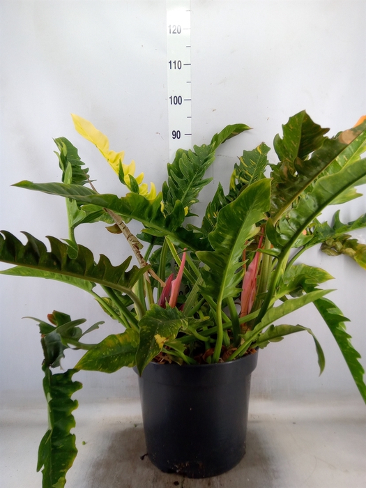 <h4>Philodendron  'Prince Of Orange'</h4>