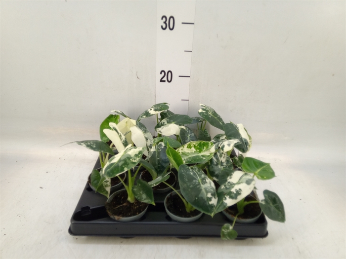 <h4>Alocasia   ...</h4>