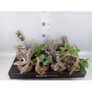 Planten Groen   ...mix  4