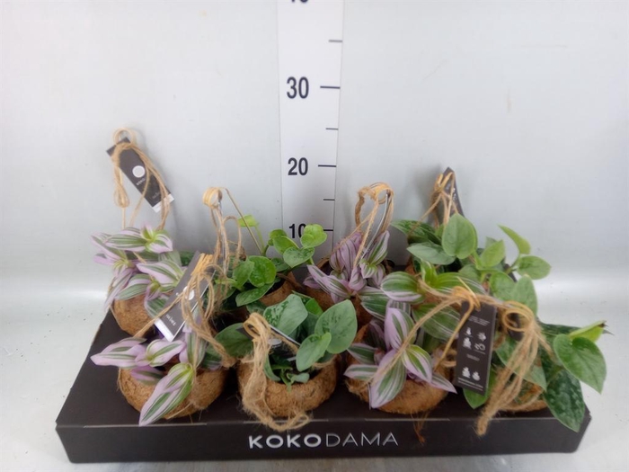 <h4>Planten Groen   ...mix  4</h4>