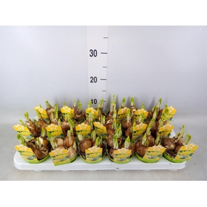 Narcissus  'Tete a tete'