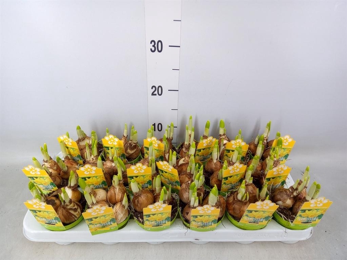 <h4>Narcissus  'Tete a tete'</h4>