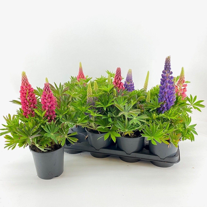 <h4>Lupine Longlife Flowering</h4>