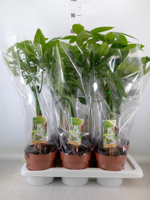 <h4>Pachira aquatica</h4>