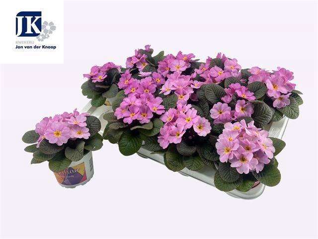 arr8 Prim Ac Obsid Rose A