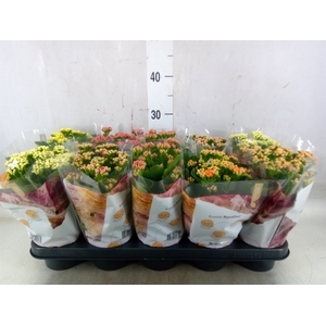 Kalanchoe blos. 'RoyalDon'   ..mix
