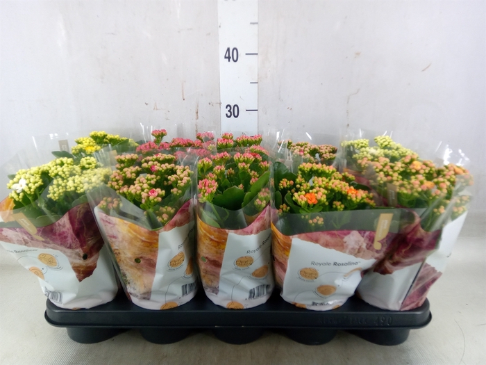 <h4>Kalanchoe blos. 'RoyalDon'   ..mix</h4>