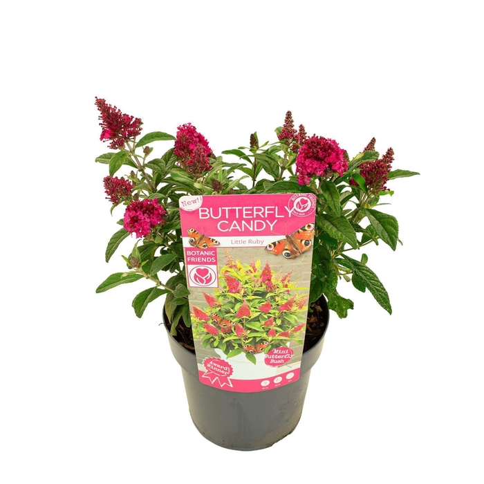 Buddleja Butterfly Candy Little Rub