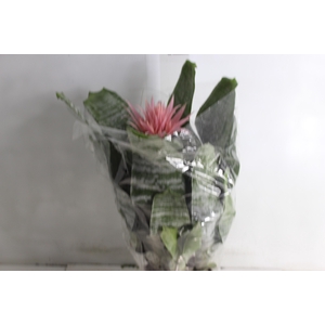 AECHMEA FASCIATA P17