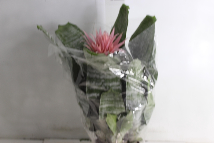 <h4>AECHMEA FASCIATA P17</h4>