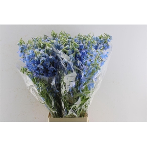 Delph En Ballkleid Pale Blue