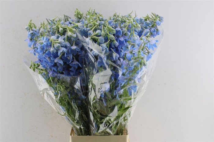 <h4>Delph En Ballkleid Pale Blue</h4>